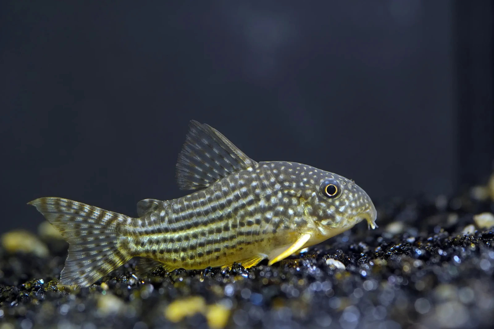 Corydoras Catfish Care Guide: Tank Setup, Diet & Breeding